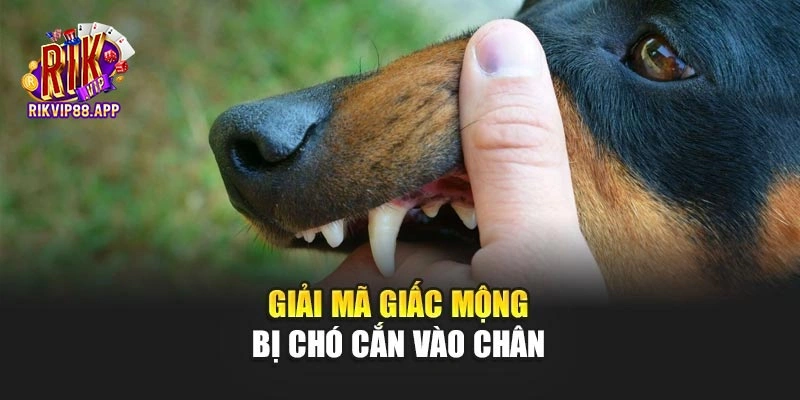 Giải mã giấc mộng bị chó cắn vào chân 