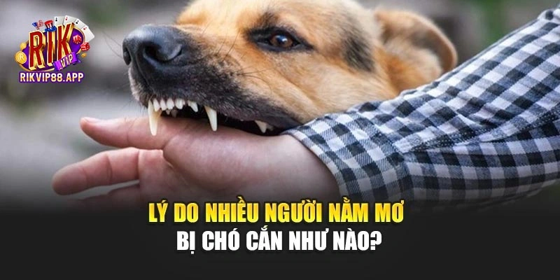 Lý do nhiều người nằm mơ bị chó cắn như nào?