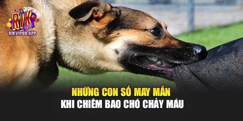 Những con số may mắn khi chiêm bao chó chảy máu